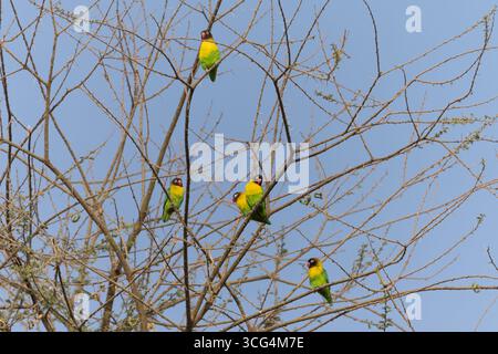 L'uccello d'amore con colletto giallo (Agapornis personatus), chiamato anche uccello d'amore mascherato, uccello d'amore mascherato nero o anello d'occhio, è una specie monotipica di bi Foto Stock