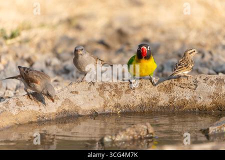 L'uccello d'amore con colletto giallo (Agapornis personatus), chiamato anche uccello d'amore mascherato, uccello d'amore mascherato nero o anello d'occhio, è una specie monotipica di bi Foto Stock