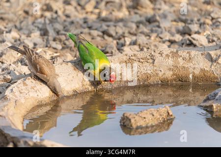 L'uccello d'amore con colletto giallo (Agapornis personatus), chiamato anche uccello d'amore mascherato, uccello d'amore mascherato nero o anello d'occhio, è una specie monotipica di bi Foto Stock