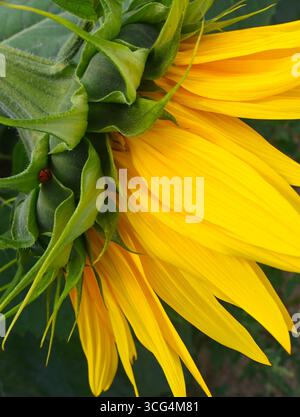 girasole e ladybird Foto Stock