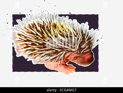 Immagine digitalmente migliorata di un riccio del deserto giovanile (Paraechinus aethiopicus) fotografato in Israele a luglio Foto Stock