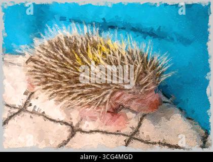 Immagine digitalmente migliorata di un riccio del deserto giovanile (Paraechinus aethiopicus) fotografato in Israele a luglio Foto Stock