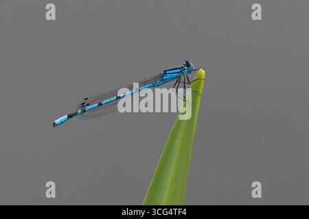 Damselfly blu comune, noto anche come Bluet comune (Enallagma cyathigerum) Foto Stock