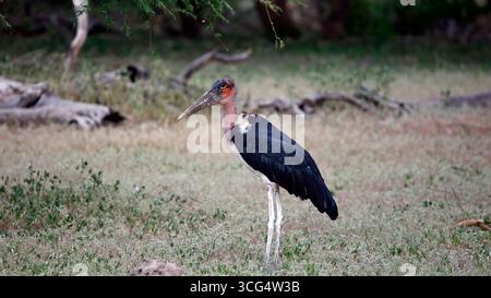 Marabou cicogne nel delta dell'Okavango Foto Stock