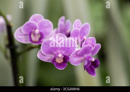 Orchidea Violetta Regina Phalaenopsis fiori, pianta della famiglia Orchidaceae. Foto Stock