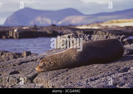 Galapagos fur sealion Arctocephalus galapagoensis adulto che riposa su vecchie rocce laviche, Isole Galapagos, Ecuador Foto Stock