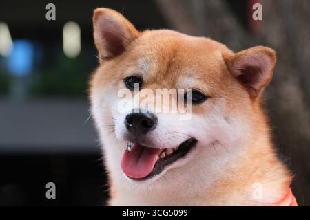 primo piano di un cane shiba inu che guarda la fotocamera Foto Stock