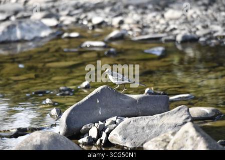 Immagine a sinistra di una treccia grigia giovanile (Motacilla cinerea) che cammina sulla cima di una grande roccia con una gamba sollevata, sullo sfondo del fiume illuminato dal sole Foto Stock