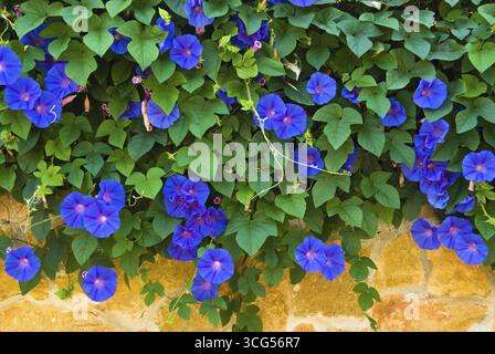 Vegetazione di Maiorca, costa sud-occidentale di Maiorca, Cala Pi, Maiorca, Spagna Foto Stock
