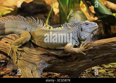 Iguana verde (iguana iguana), sull'albero, allerta, Sud America, prigioniera Foto Stock