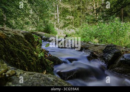 Un ruscello calmo scivola su pietre scivolose in una fitta foresta. La luce del sole filtra tra tra gli alberi e illumina il verde circostante, Perlbachta Foto Stock