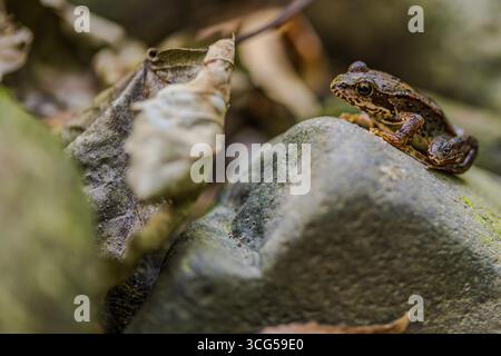 Una piccola rana (Rana arvalis) si trova su una pietra liscia in un'area boscosa. Foglie asciutte lo circondano, mentre i colori dell'autunno dominano la surr Foto Stock