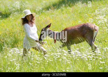 Donna incinta con adame doe, cervo europeo, cervo elafus, domino, Karlovy Vary, Boemia occidentale, Repubblica Ceca Foto Stock