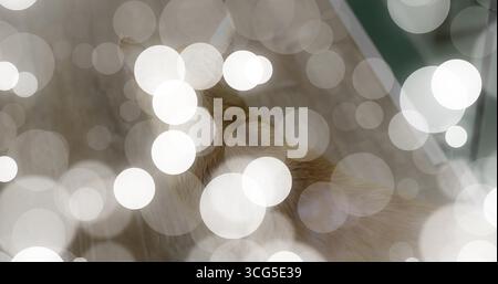 Gatto da tavola arancione che giace su pavimento in legno duro nel soggiorno, con morbido bokeh bianco, rifiniture verdi Foto Stock