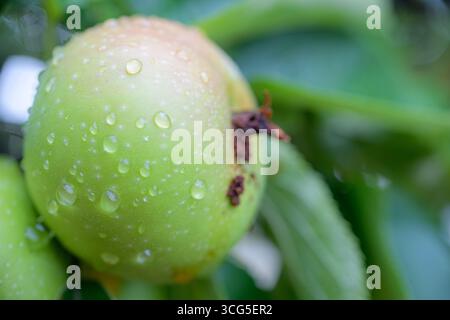 Primo piano di mele verdi (Malus domestica) con gocce d'acqua appese a un ramo dopo la pioggia. Foto Stock