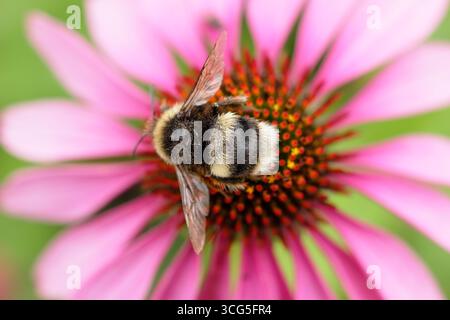 Bumblebee sul fiore. bumblebee dalla coda bianca (Bombus lucorum), su un fiore di Echinacea rosa in estate - agosto. REGNO UNITO Foto Stock