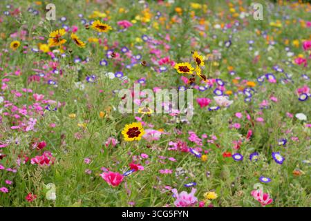 Fiori colorati e misti di pittura tra cui coreopsis, convolvolo (Morning Glory) e Fiore di raso (Godetia) in un prato piantato a fine estate. REGNO UNITO Foto Stock