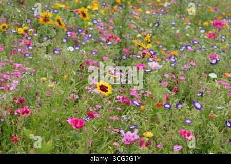 Fiori colorati e misti di pittura tra cui coreopsis, convolvolo (Morning Glory) e Fiore di raso (Godetia) in un prato piantato a fine estate. REGNO UNITO Foto Stock