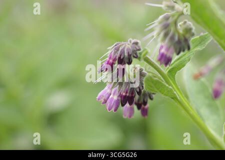 Fiori viola di Symphytum x uplandicum "Bocking 14", una comfrey sterile, ibrida, apprezzata come pacciame liquido e fertilizzante in giardini organici. Foto Stock