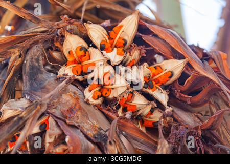 I semi della palma sago sono di colore arancione con un nucleo nero, dopo la fioritura sull'albero. Foto Stock
