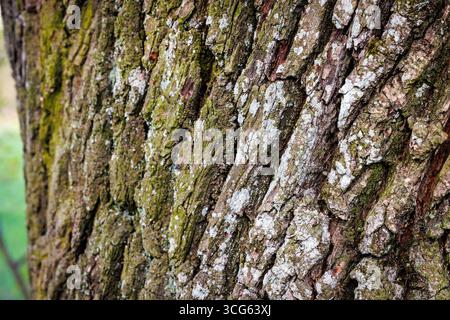 Primo piano di corteccia di quercia con muschio verde e lichene bianco, Polonia Foto Stock