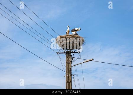 Nido di cicogna su un pilone elettrico nella regione di Mazowsze, Polonia Foto Stock
