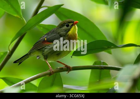 Leiothrix (Leiothrix lutea) Bird on Oahu, HI Foto Stock
