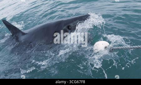 Grande squalo bianco catturato sulla superficie dell'oceano con la sua testa che sprofonda nell'acqua vicino a una boa, mostrando il predatore in movimento con spla visibile Foto Stock