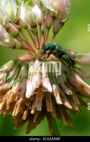 Francia - Tolosa - scarabeo a gambe spesse (Oedemera nobilis) - verde metallizzato sul trifoglio, esplorando fiori freschi e sbiaditi al sole Foto Stock