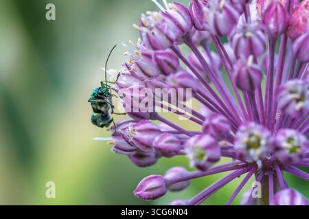 Francia - Tolosa - scarabeo a zampe spesse (Oedemera nobilis) - verde metallizzato che si nutre di fiori di allium viola Foto Stock