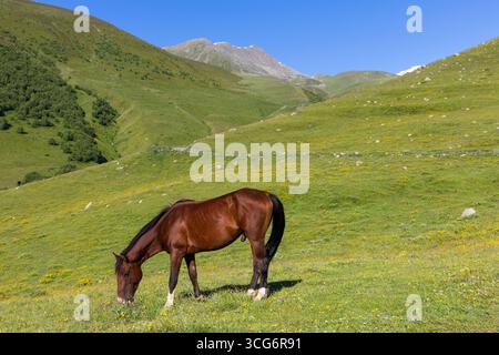 Un bellissimo cavallo di baia che pascolano tranquillamente nelle montagne del Caucaso a Stepantsminda, Georgia Foto Stock