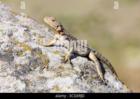 Una agama caucasica (lucertola) a Uplistsikhe, Georgia Foto Stock