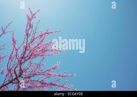 Splendidi rami di alberi di redbud in fiore nella primavera del Texas. Sfondo blu con spazio di copia. Foto Stock