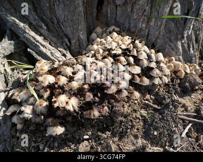 Colonia di funghi che cresce insieme alla base dell'albero Foto Stock