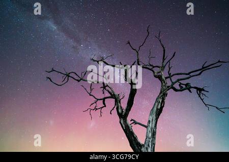 Silhouette Tree sotto Starry Twilight Sky con la via Lattea Foto Stock