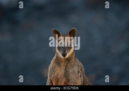 Primo piano Ritratto di Wallaby su sfondo sfocato scuro Foto Stock