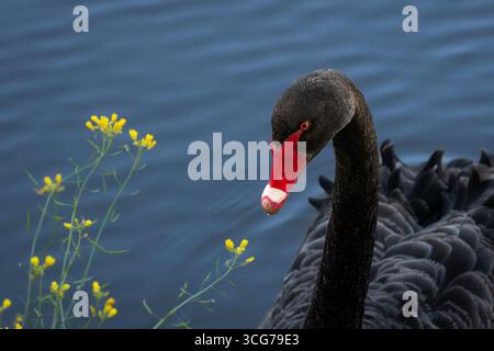 Cigno nero con becco rosso che nuota in acqua blu vicino ai fiori gialli Foto Stock