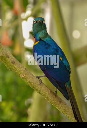 Starling dal petto dorato arroccato su un ramo Foto Stock