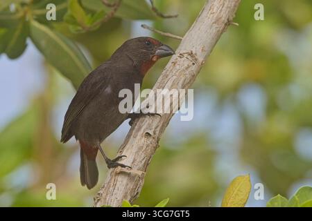 Loxigilla noctis, femmina arroccata su un albero, Barbuda, Indie occidentali. Foto Stock