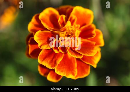 Fiore d'arancia di Tagetes patula, la calendula francese, da vicino nel giardino Foto Stock