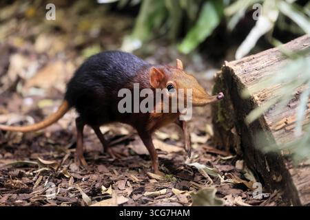 Cane proboscide con spalle rosse (Rhynchocyon petersi), maglione proboscide, adulto, foraggiatore, vigile, sul campo, Africa orientale, Africa, prigioniera Foto Stock