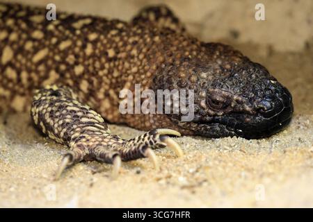 Lucertola crosta di scorpione (Heloderma horridum), adulto, ritratto, a terra, notturno, Messico, Nord America, prigioniero Foto Stock