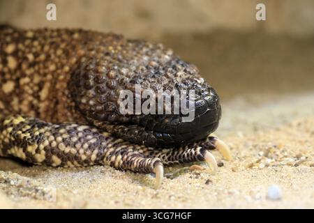 Lucertola crosta di scorpione (Heloderma horridum), adulto, ritratto, a terra, notturno, Messico, Nord America, prigioniero Foto Stock