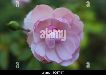 Rosa in giardino, primo piano di foto con messa a fuoco morbida Foto Stock