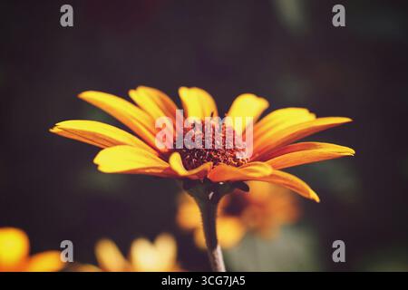 Un singolo Heliopsis helianthoides 'CUORI BRUCIANTI' occhio di bue grezzo, falso girasole Foto Stock