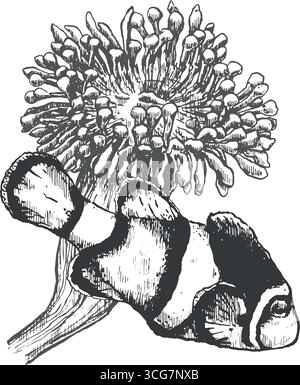 Illustrazione vettoriale dell'inchiostro del pesce pagliaccio disegnato a mano ang anemone. Illustrazione per pubblicazioni scientifiche, libri da colorare e design Illustrazione Vettoriale