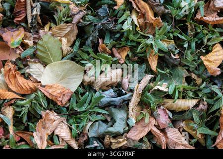 Trama di sfondo ad alta risoluzione di foglie cadute secche in tarda estate Foto Stock