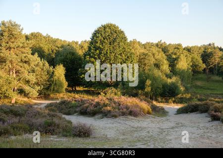 Fioritura Heather a Wahner Heide, Germania Foto Stock