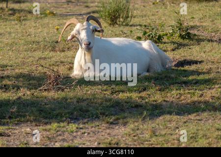 Capra bianca che riposa su un prato a Wahner Heide, Germania Foto Stock