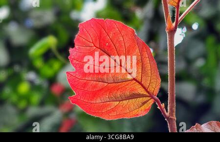Primo piano di una delicata foglia rossa autunnale con venature illuminate dal sole su un ramoscello su un morbido sfondo sfocato Foto Stock